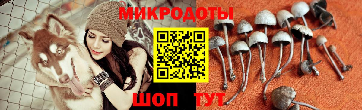 Галлюциногенные грибы Psilocybe Арзамас
